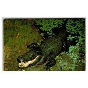 Vintage Florida Alligator Postcard Mirro-Krome Ross Allen Silver Springs